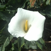 <i>Zantedeschia aethiopica</i>  (L.) Spreng.